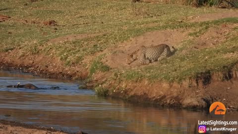 Amazing wild life videos of the year