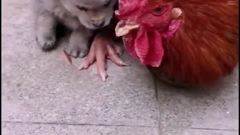 Animal Love Viral Video