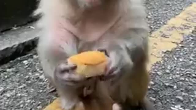 Monkey loves eating