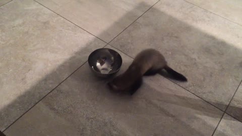 FUNNY FERRET! WATCH IT!