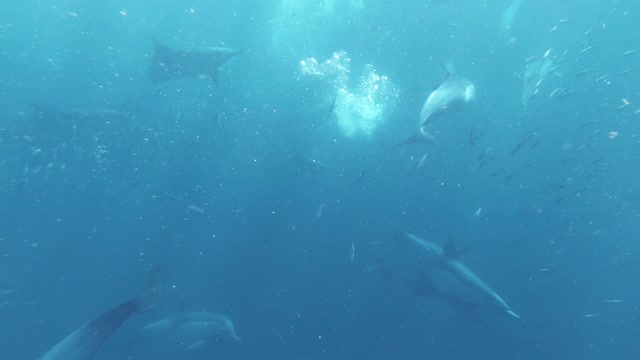 A Pod of Dolphins Hunting Sardines