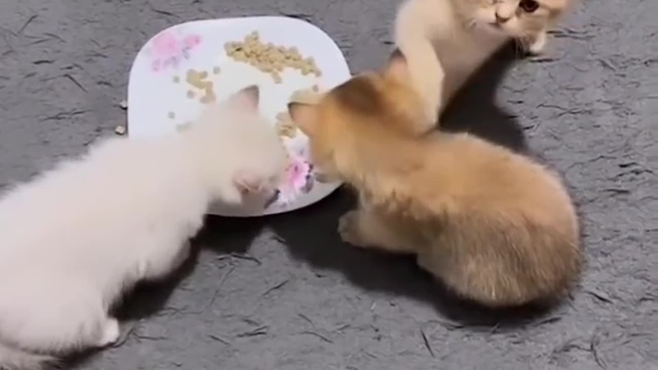 greedy kitten