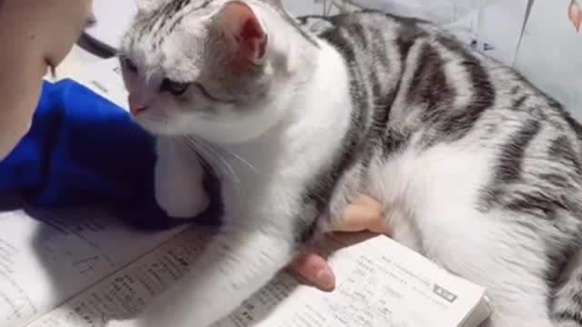 Cat's mood,,