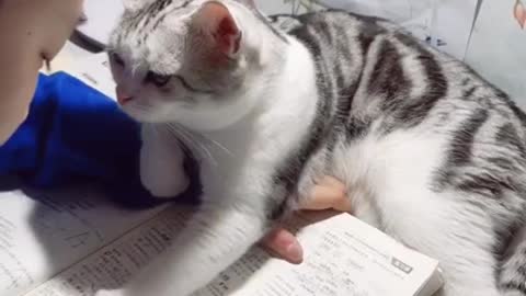 Cat's mood,,