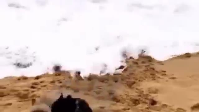 🤣 Funny Dogs on the beech 🐕| Funny animal video