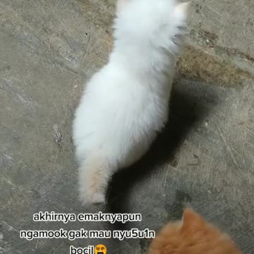 My cats fight and feel mad