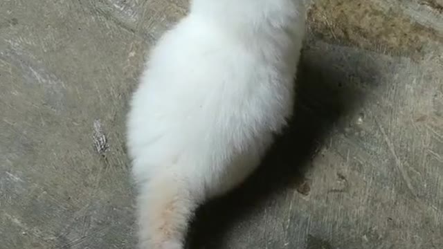 My cats fight and feel mad