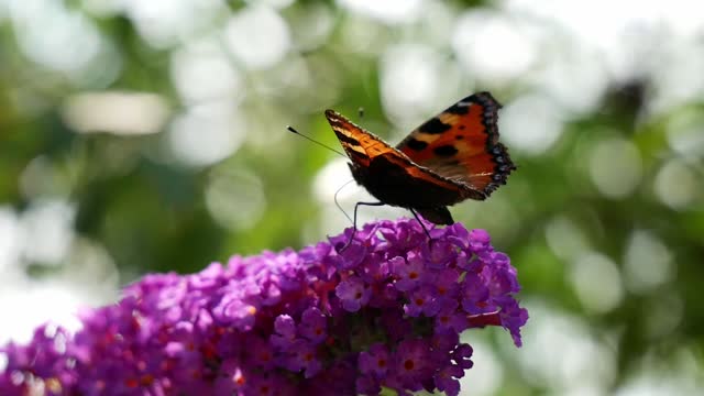 A butterfly feeding on a cluster of flower pistils