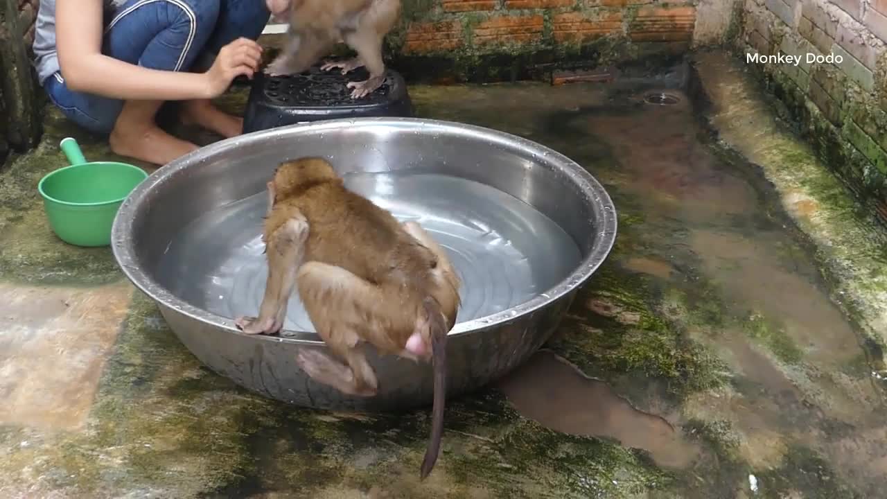 Three Little Monkey (Dodo, Donal And Moly) Waiting Mom Bathing Them Very Quiet And Obedient