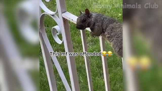Funny Animal Videos 2022 π - Best Dogs And Cats Videos πΊπ