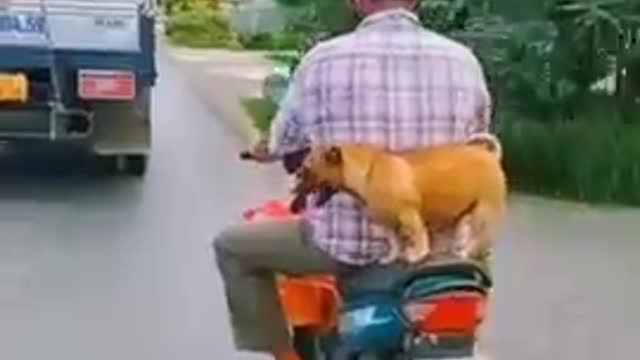 Top 3 Dog training videos interested in the great