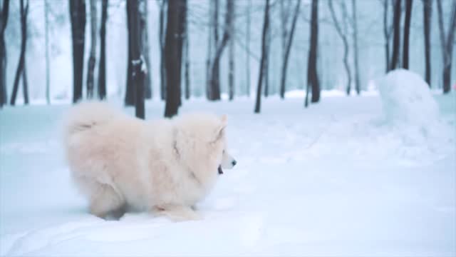 Cute puppy dog in snow