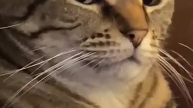 Cat Gets Annoyed by Baby