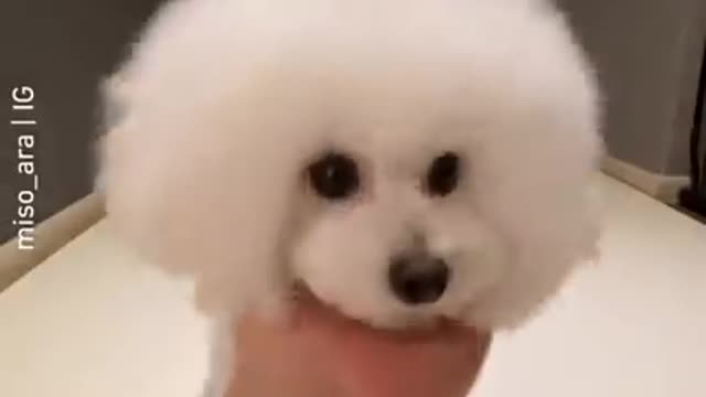 Cute dog puppy