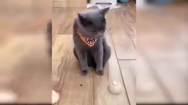 Cute baby cat goofy 🤣