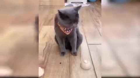 Cute baby cat goofy 🤣