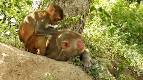 Funny and Cute Monkey Video Compilation