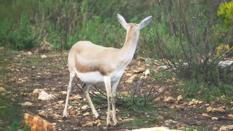 Deer in jungle very beautiful