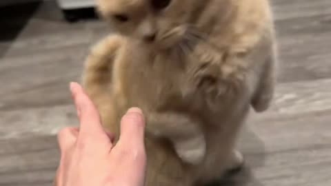 It's time to give the cat some interaction