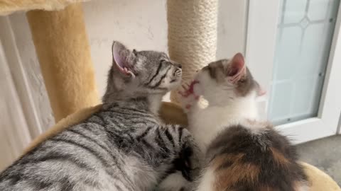 What love looks like in the cutest Kittens [Compilation]