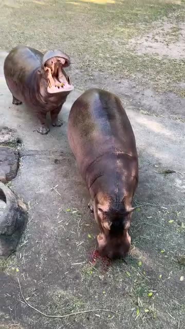 Time to eat my watermelon and bananas