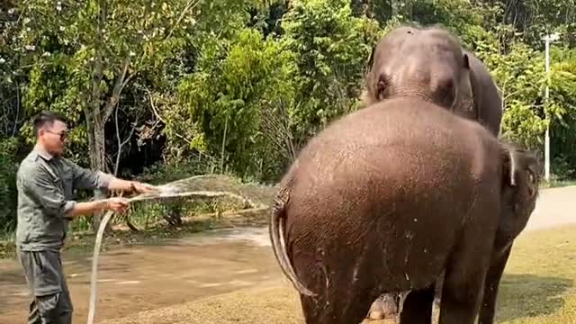 Baby elephant taking a bath