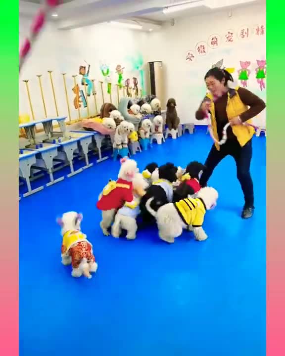 My all of the pets ready to jump #rumble