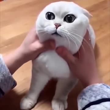 Petting This cute cat