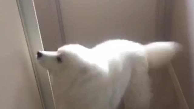 Cute Samoyed Puppy Excited To Go On A Walk