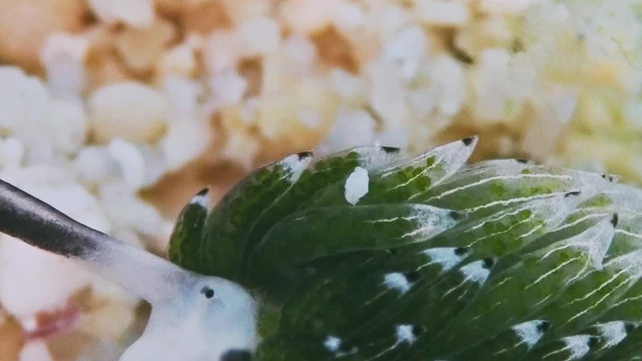 A Close-Up Look at a Tiny Sea Slug