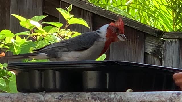 A Funky Looking Teenaged Red Crested Cardinal