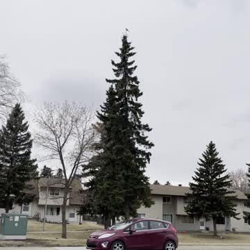Magpie is an amazing balance over the top of a tall tree