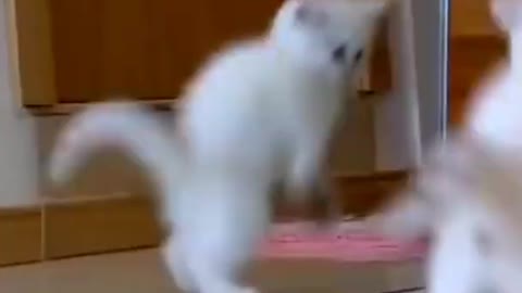 Cute Cat - Funny Animals