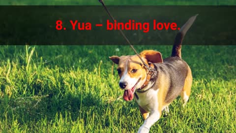 Japanese dog name ideas. TOP 10 Japanese dog names!