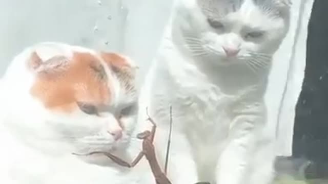 Two cats and grasshopper