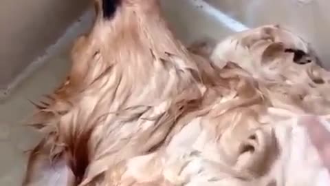 Cute Funny Dog Video 😂