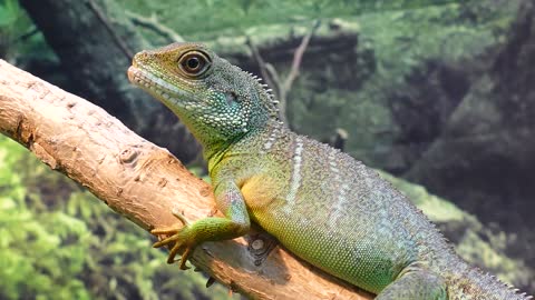 The gecko is breathing in the tree