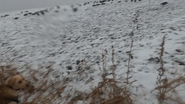 Yellow Lab Retrieving Goose After Hunt POV