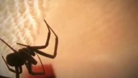 10 pets that killed their owners