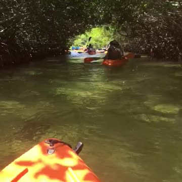 Kayaking through Mangroves off of Bahia Cai in Bonaire