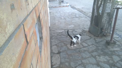 THE STREET CAT CAME AND STAYED IN MY HOUSE-GO AWAY-2