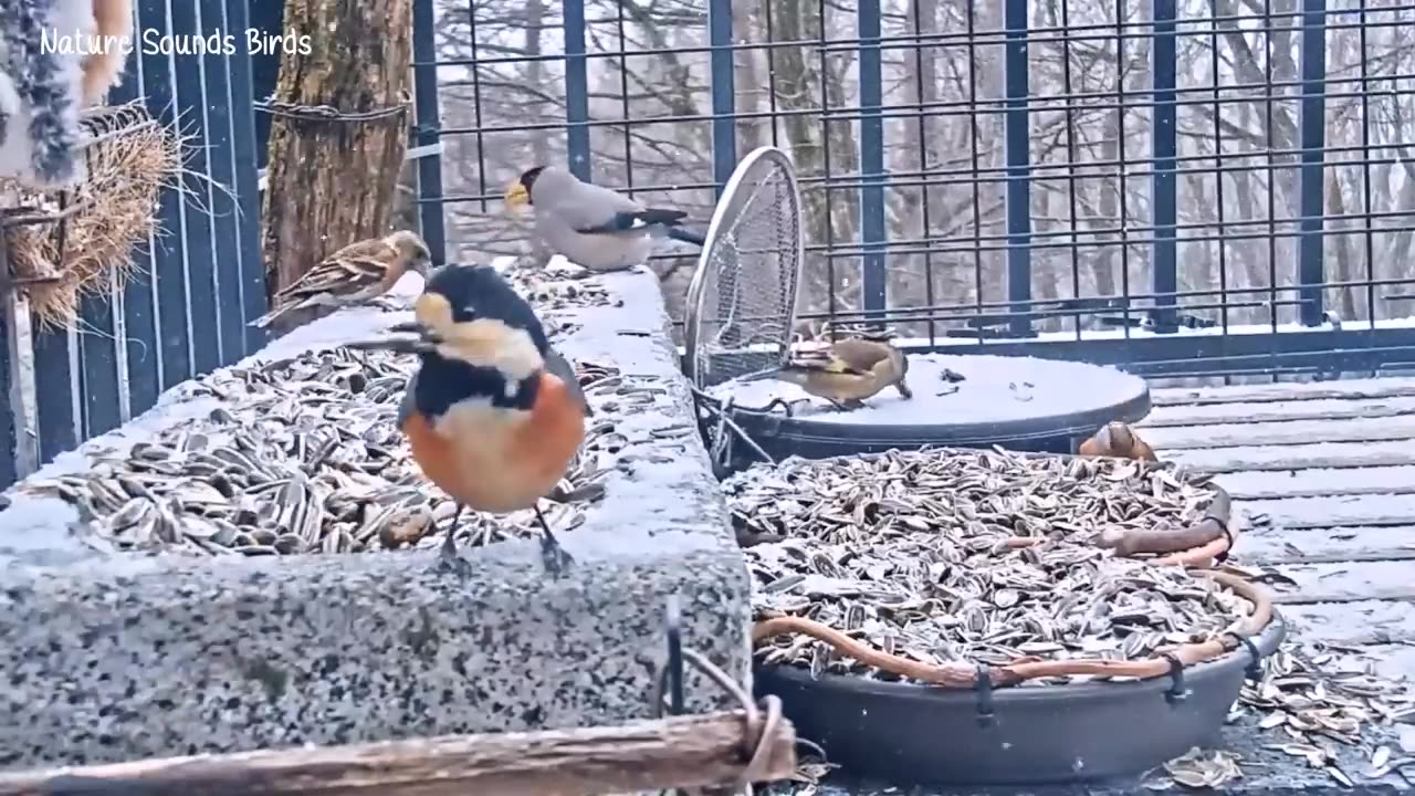 Birds squabble over foods....