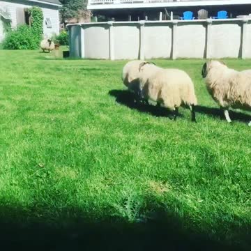 Man Charges At Sheep And Regrets It