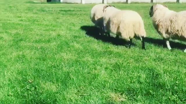 Man Charges At Sheep And Regrets It