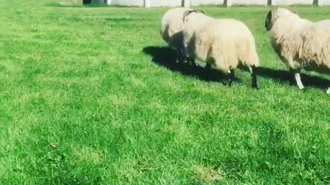 Man Charges At Sheep And Regrets It