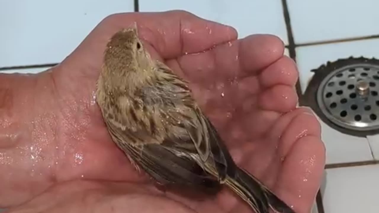 Discovering the Enchanting World of Sparrows"