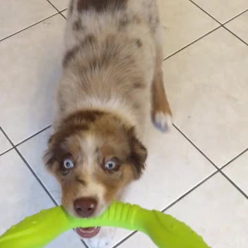 Adorable puppy is a true master at tug of war