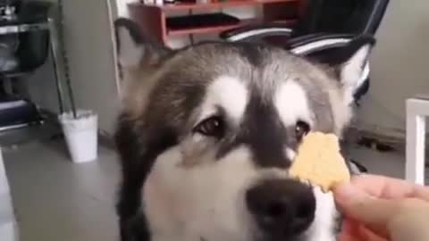 Husky is singing