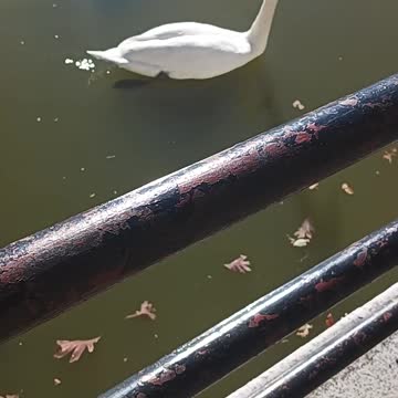 Swan kissena park