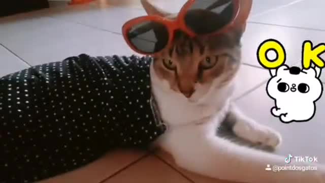 CUTE CATS, FUNNY CATS, MUSIC, GATOS FOFOS